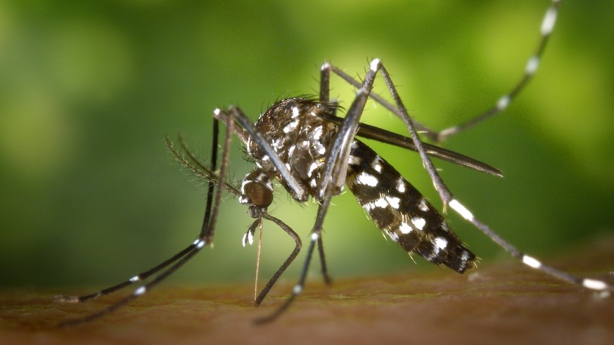 Asiatische Tigermücke (Aedes albopictus)