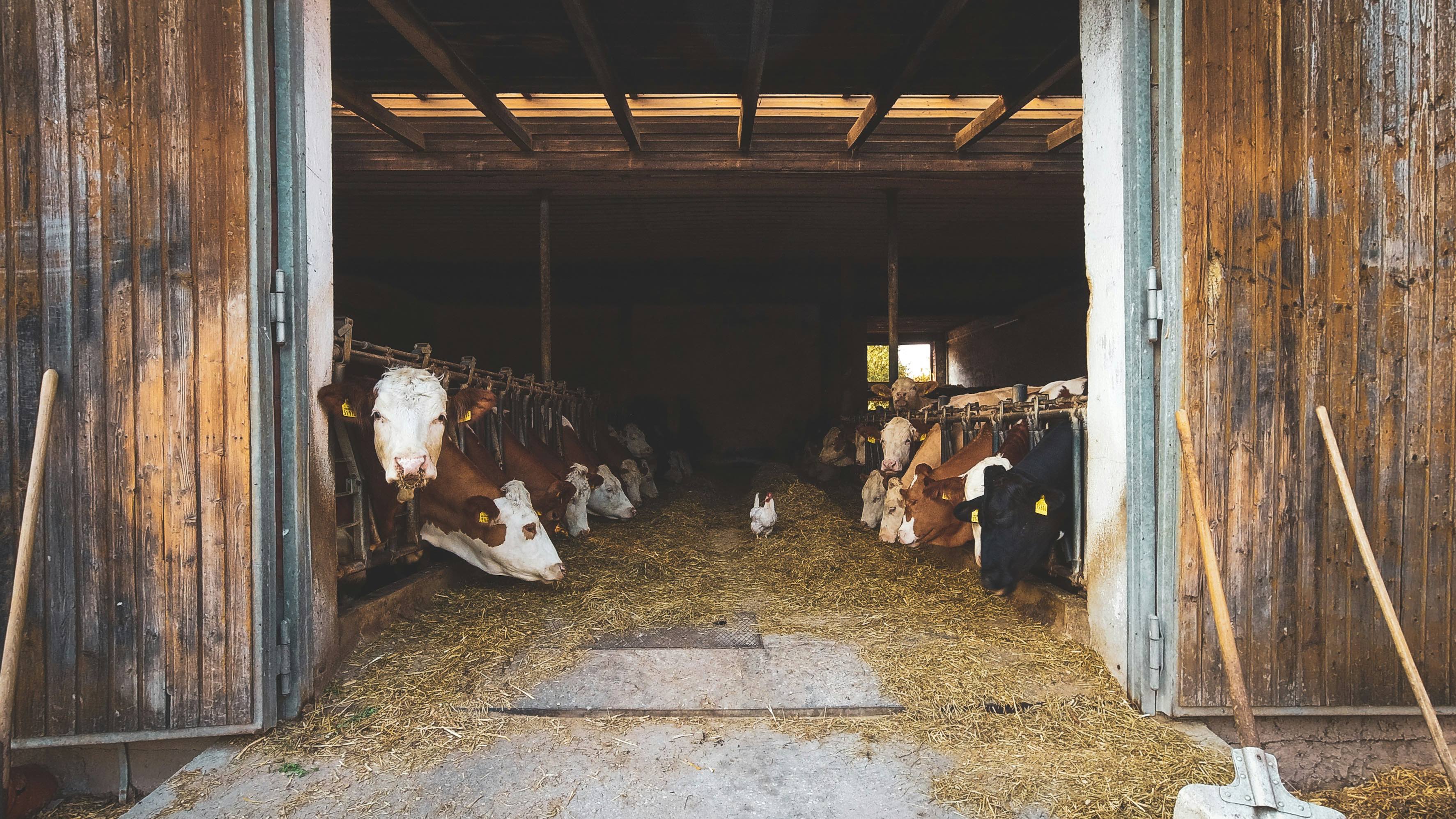 Blick in einen Stall mit Kühen